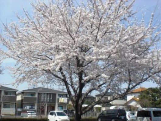 桜