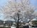 「あずみ苑 グランデ花咲の丘」の外観。敷地内の桜。