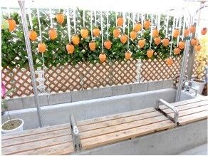柿を干しているベンチの設置された庭