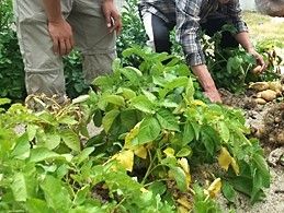 畑で根菜の収穫をしている複数名の入居者様とスタッフ