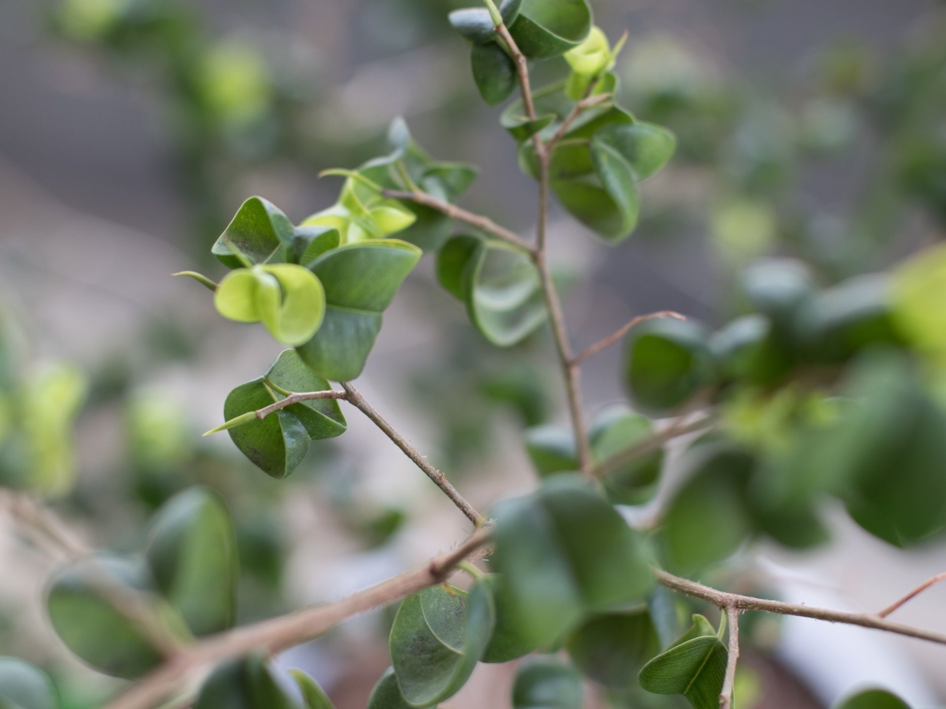 小ぶりの細い枝に、緑色の葉っぱがたくさんついている植物がある。黄緑色やカーブのかかった葉っぱもある。