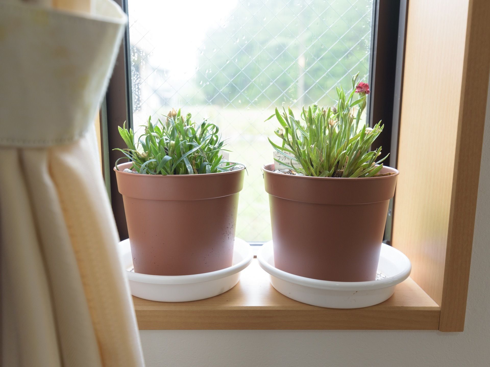和やかルームの窓である。窓辺に観葉植物の小さな鉢が２つ置かれている。ベージュのカーテンが掛けられている。