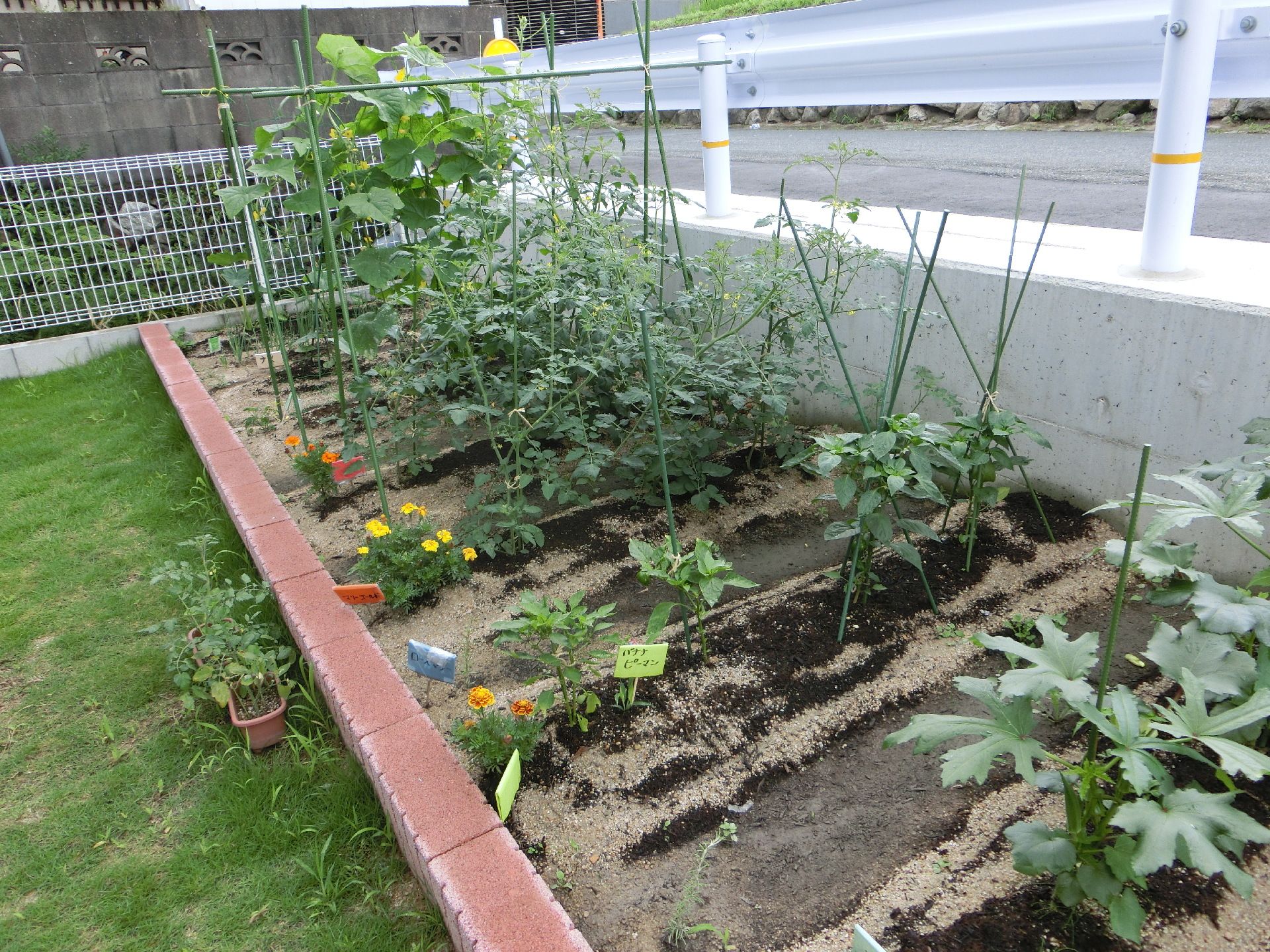 施設内には、菜園スペースがある。きちんと耕されていて、入居者様は好みの野菜を栽培できる。菜園は芝生で整地されている。