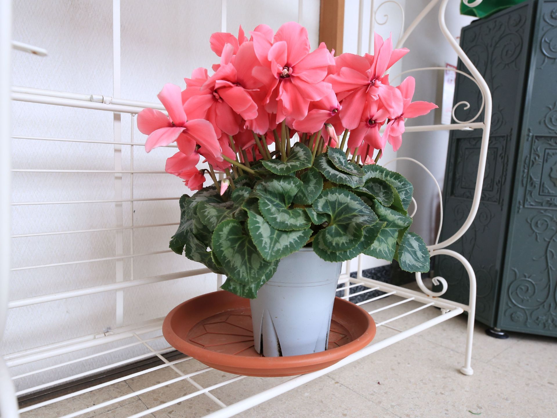 季節の花が植えられた鉢が、白いフラワースタンドに置かれている。花がたくさん咲いていて、葉っぱも活き活きしている。