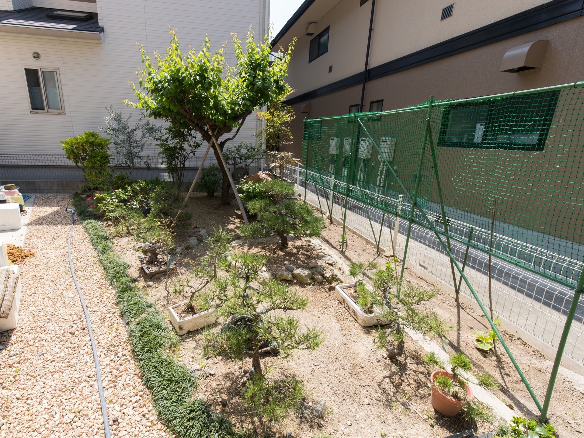 陽の差し込む裏庭である。植木鉢や土に直接植えられている植物がある。緑のフェンスで区切られている。水まき用のホースがある。