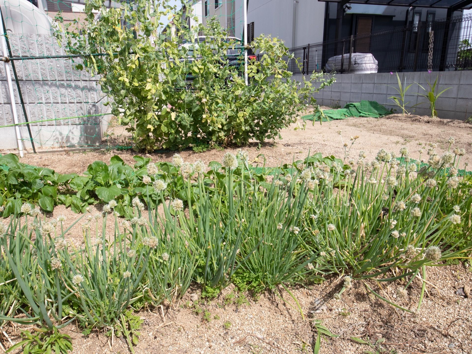 施設には菜園がある。野菜など、入所者様と育てている。育てた野菜は、施設内厨房で調理して食べる楽しみもある。