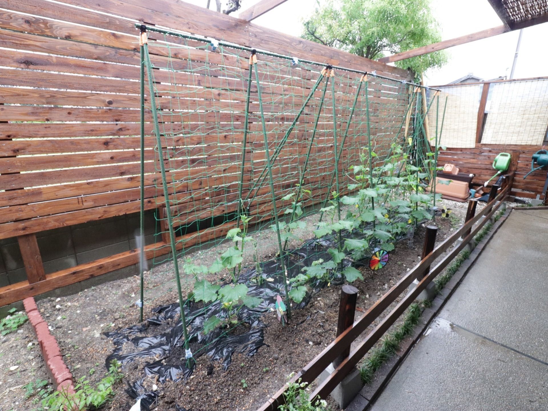 庭には菜園があり、野菜が育てられている。日よけのすだれや散水用のジョウロがある。隣との境界には板の目隠しが設置されている。