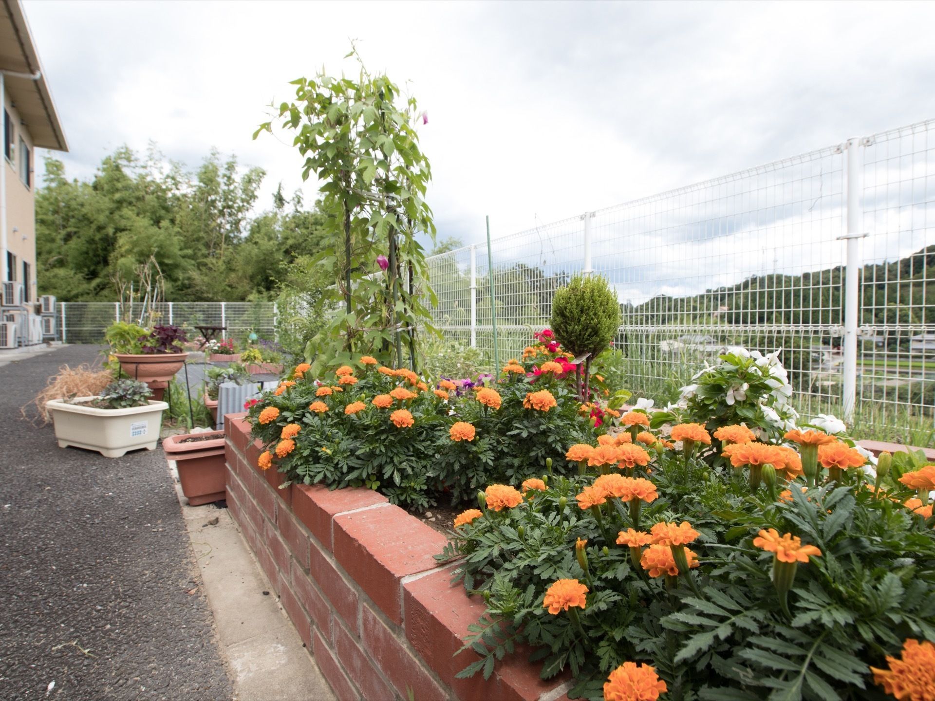 レンガを並べて造られた花壇スペースに、色とりどりの花が植えられている。その隣に高さのある作物が育っている。