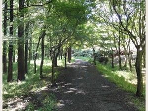 近隣の散歩道には建設物が少なく、自然を堪能できる。春には桜が咲き、あたたかい日差しの中でお花見することができる。