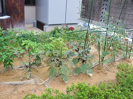 いろんな種類の野菜を施設内の農園にて栽培している。息抜きや気分転換に農園の成長を見て楽しむこともできる。
