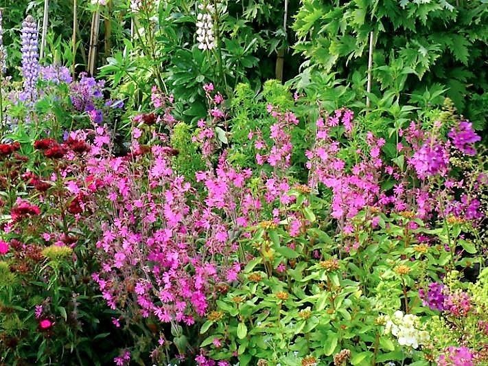 手入れの行き届いた敷地内のガーデンである。鮮やかな色彩の花々が、濃い緑の草木を背景に咲き誇っている。