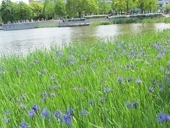 緑の中に紫の花を咲かせる菖蒲がきれいである。自然の環境を満喫することができる公園が施設のすぐそばにある。