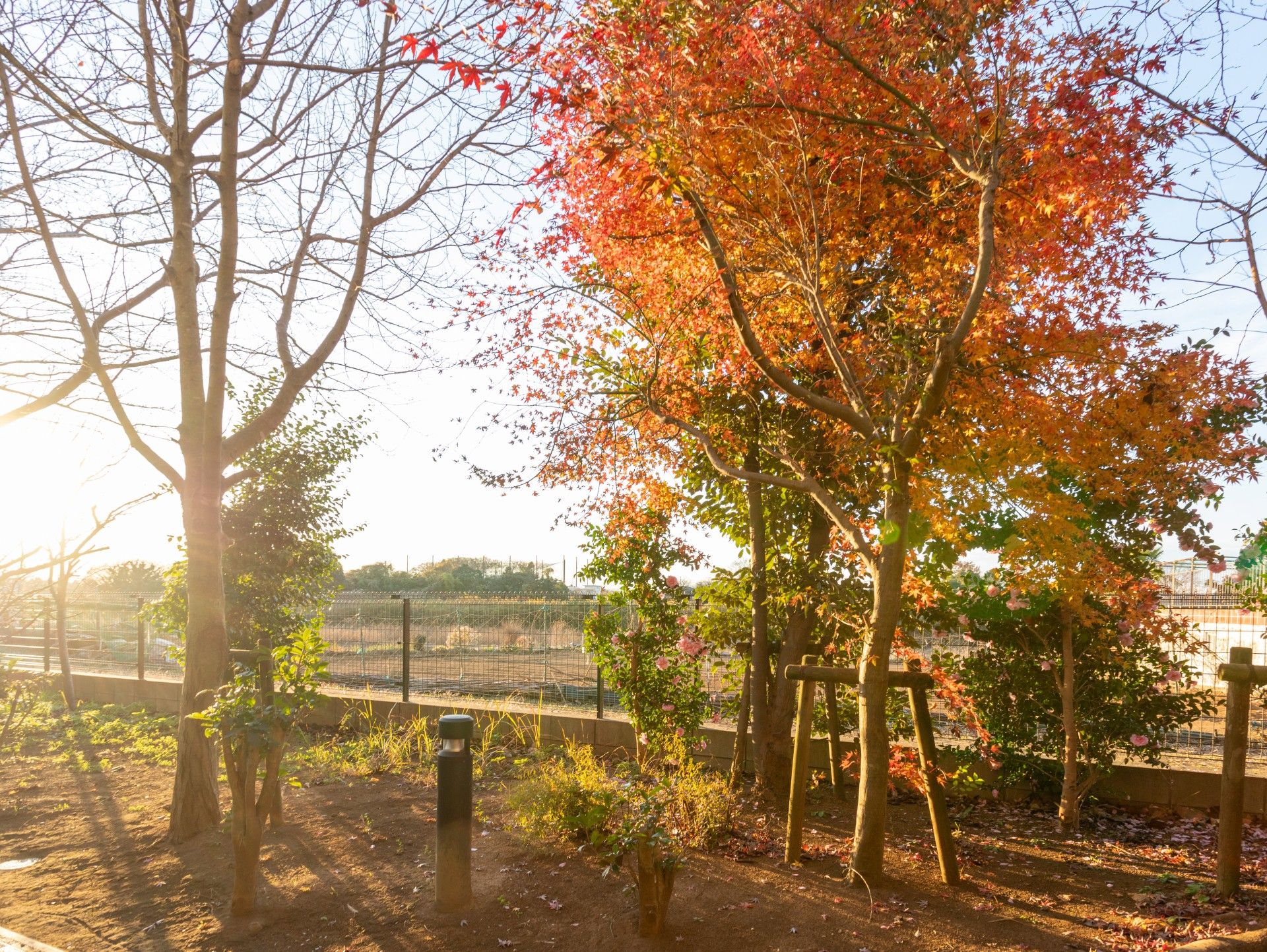紅葉の庭