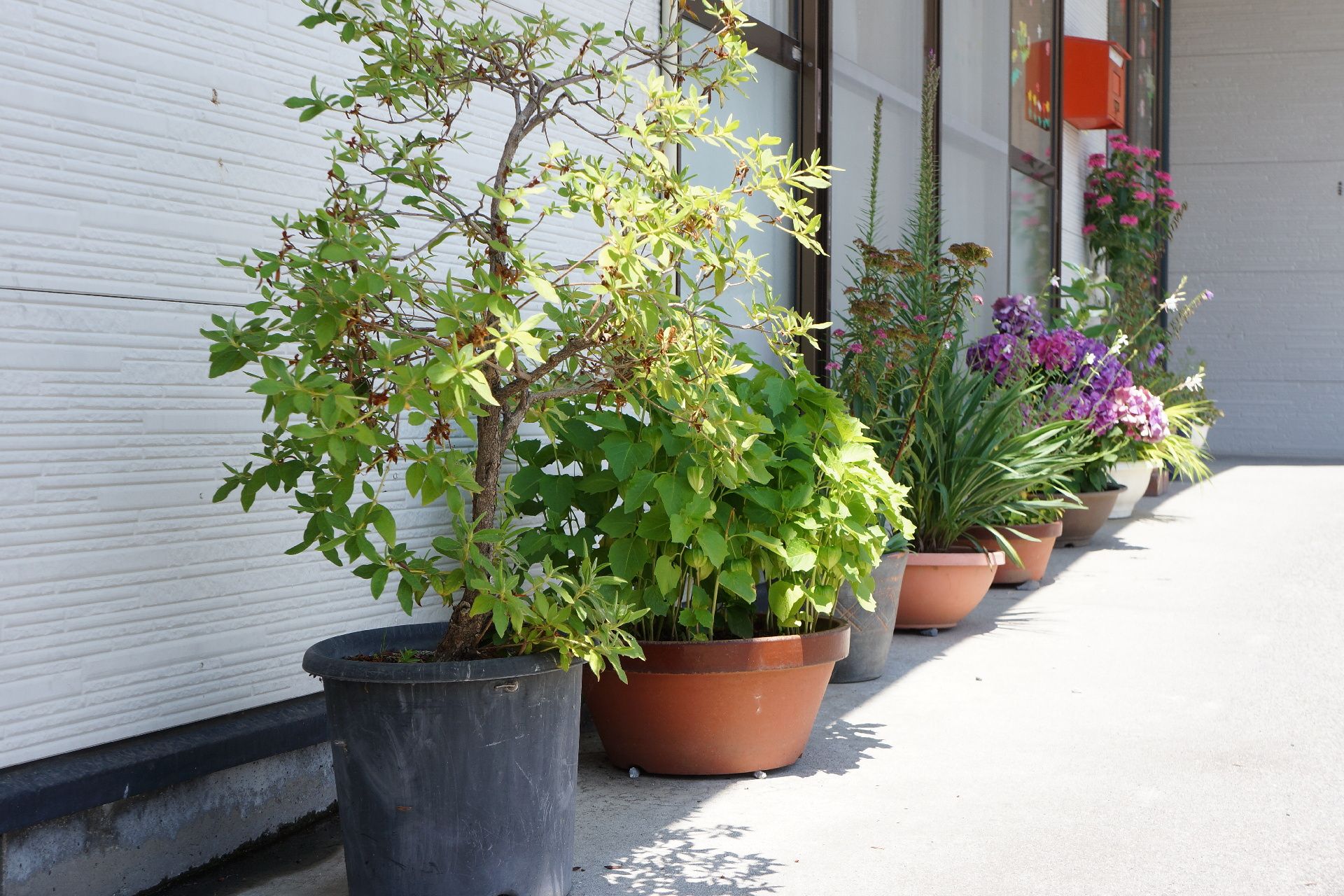 木や花が植えられている鉢植えがたくさん並べられた玄関周り