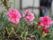 敷地内に設けた花壇や植栽の中のピンクのカーネーションである。緑の樹木や色とりどりの季節の草花など豊富に取り入れている。