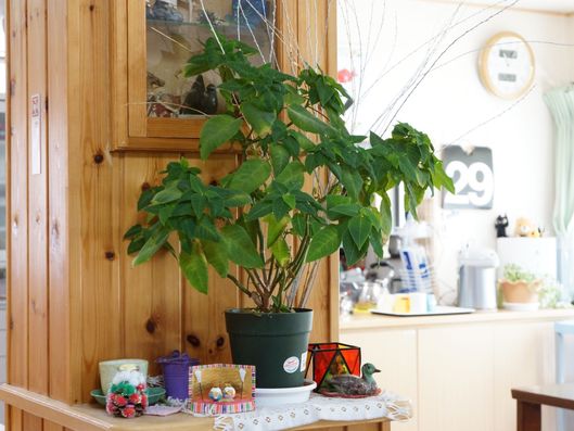 観葉植物