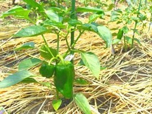 菜園