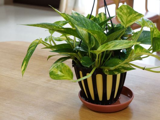 観葉植物