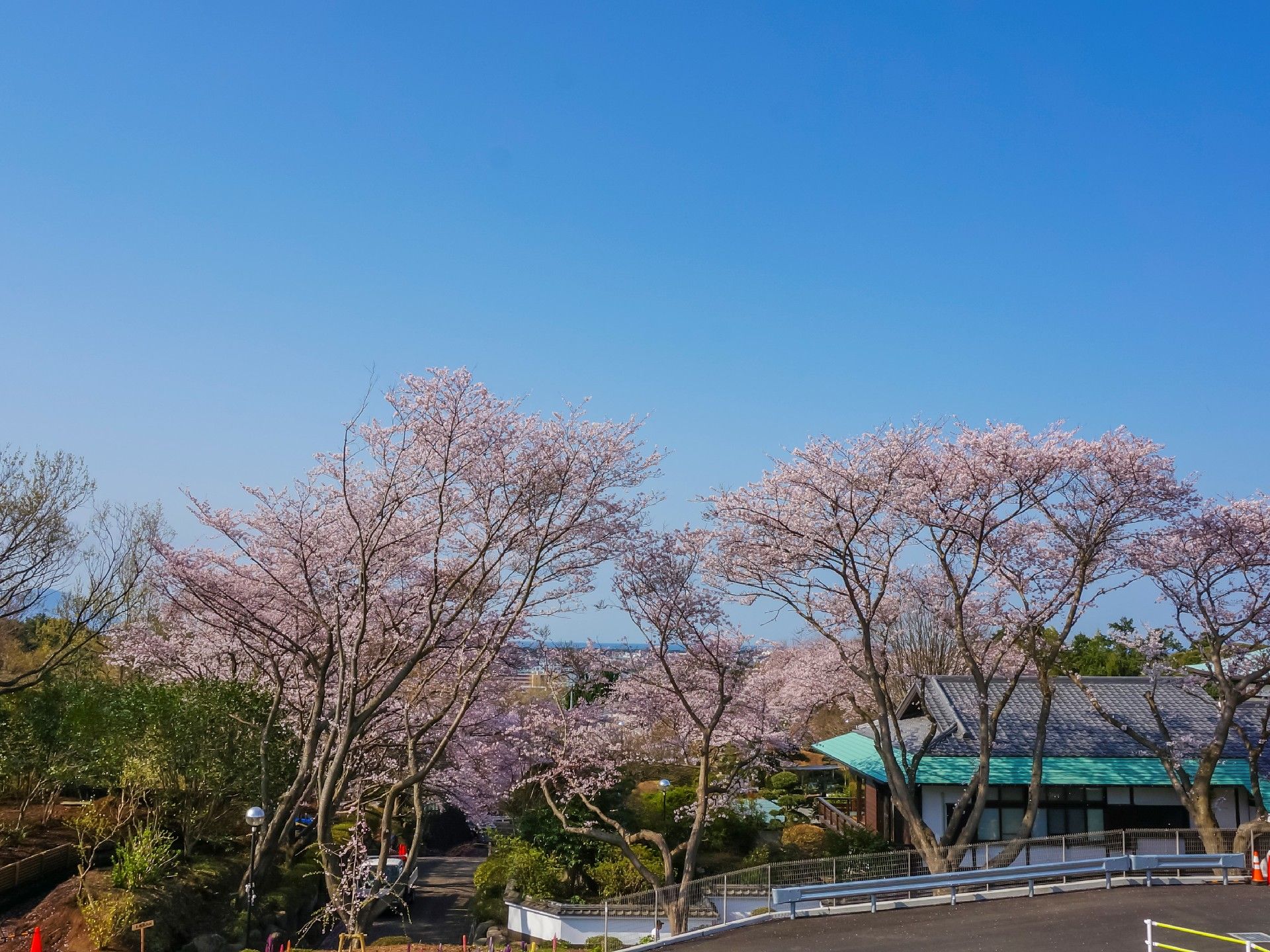 施設駐車場付近に咲く、季節感が感じられる満開の桜並木