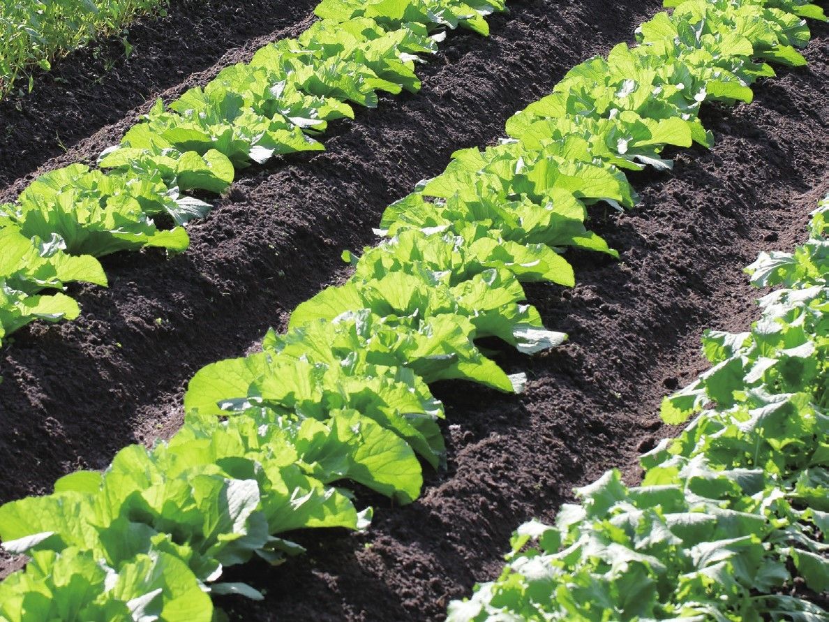 丁寧に耕され、沢山の緑の野菜が一列に植わっている広い畑