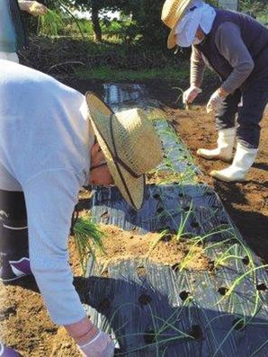 園芸療法