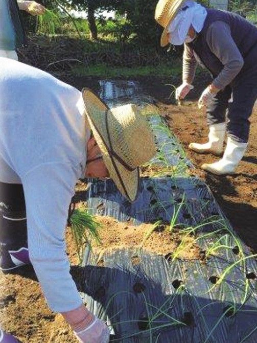 施設内の敷地で、入居者様とスタッフで農作物を育てている。収穫された農産物は調理され、日々のお食事でいただくことができる。