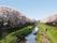 施設の周辺には、自然豊かな河川敷がある。春には桜並木が続く、絶景の場所となる。お花見を心ゆくまで楽しんでいただける。