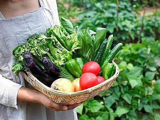 茄、トマト、ピーマン、玉ねぎ、きゅうりなどの夏野菜が入ったかご