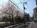 桜が咲く通り風景