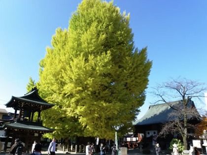 歩いて行ける距離のお寺には、立派な銀杏の木がある。季節の移り変わりを目や匂いなど、五感で楽しむことができる。