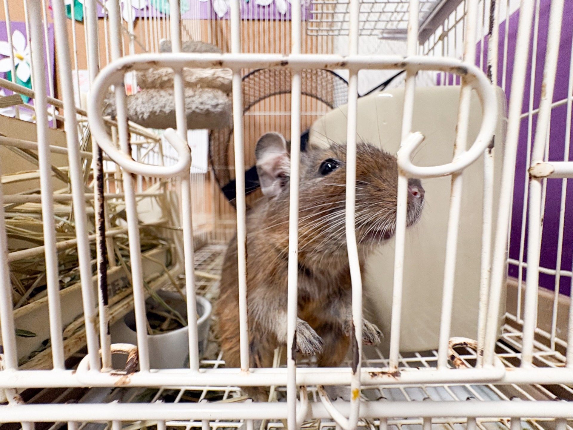 小動物のいる空間