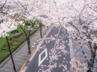 桜が満開を迎えるホーム近くの道路。歩道はきれいに整備されている。
