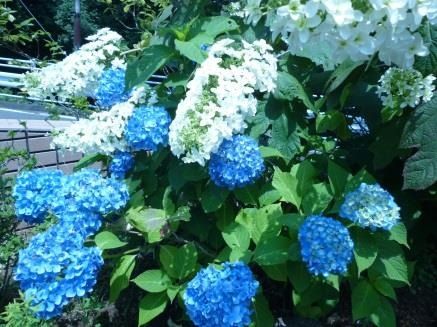 屋外に大きなあじさいの木があり、たくさんの水色の花が咲いている様子