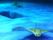 えいが泳いでいる様子。水族館で鑑賞できる場所。水の中の涼しげな様子が分かる
