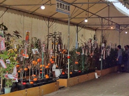 花や植物が並んでいて鑑賞できる場所。イベントらしきことをしているのが分かる