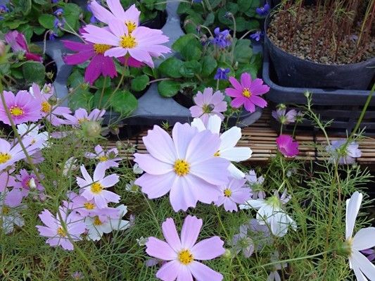 コスモスの花が咲いている様子。庭の一角のようなところに咲いている様子が分かる