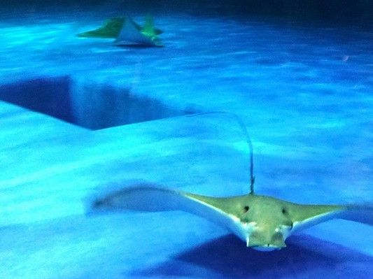 水族館のような場所でえいが泳いでいる。涼し気な色合いの写真