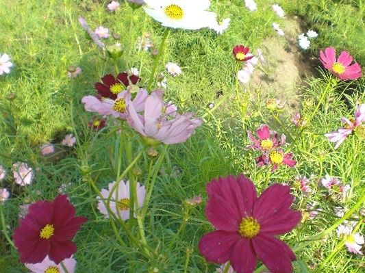 コスモスが咲いている庭の様子。日当たりが良いのが分かる写真