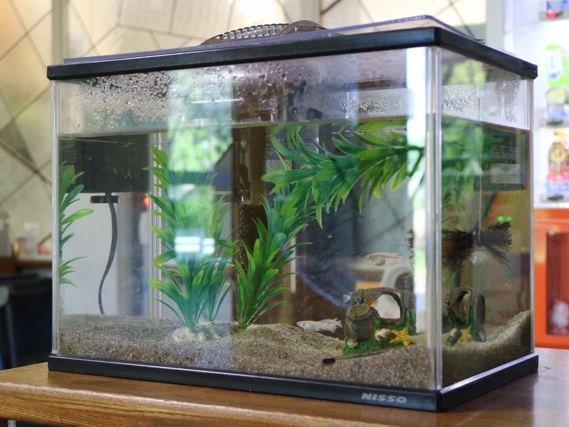 濃茶色のテーブルの上に水槽が１つ置かれている。水槽の中には植物や小さな魚が入れられて飼育されている。