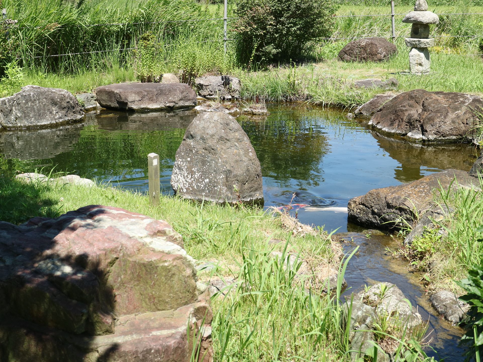 自然豊かな場所であることが分かる写真。緑の植物が写っている