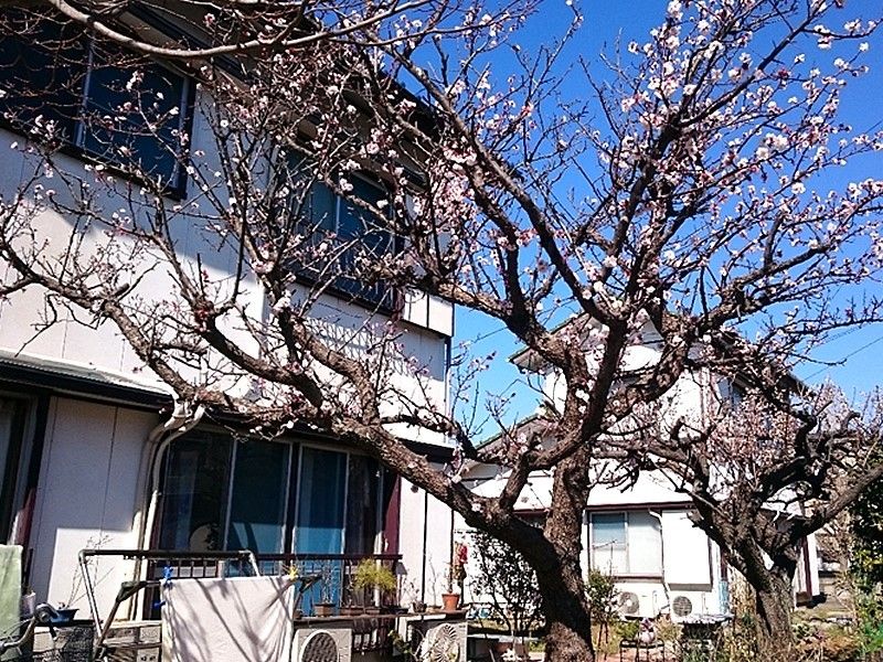 桜や梅の花が咲いている中庭の様子。奥に施設らしき建物が見える