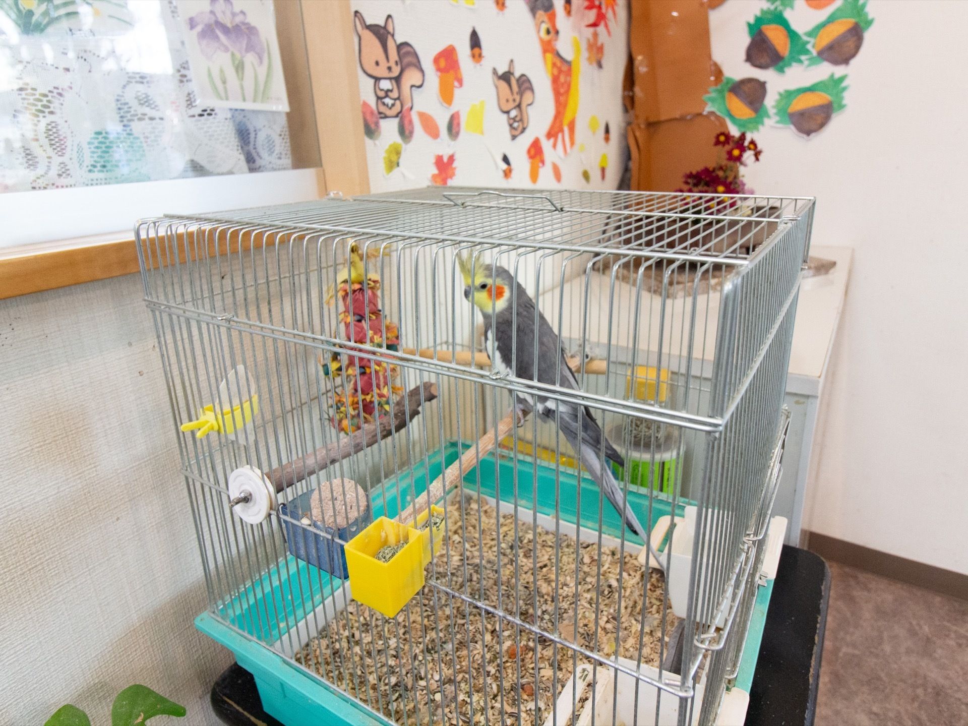 施設内にはインコが飼育されている。入居者様が交代で世話をしている。鳥かごは手入れが行き届き清潔である。