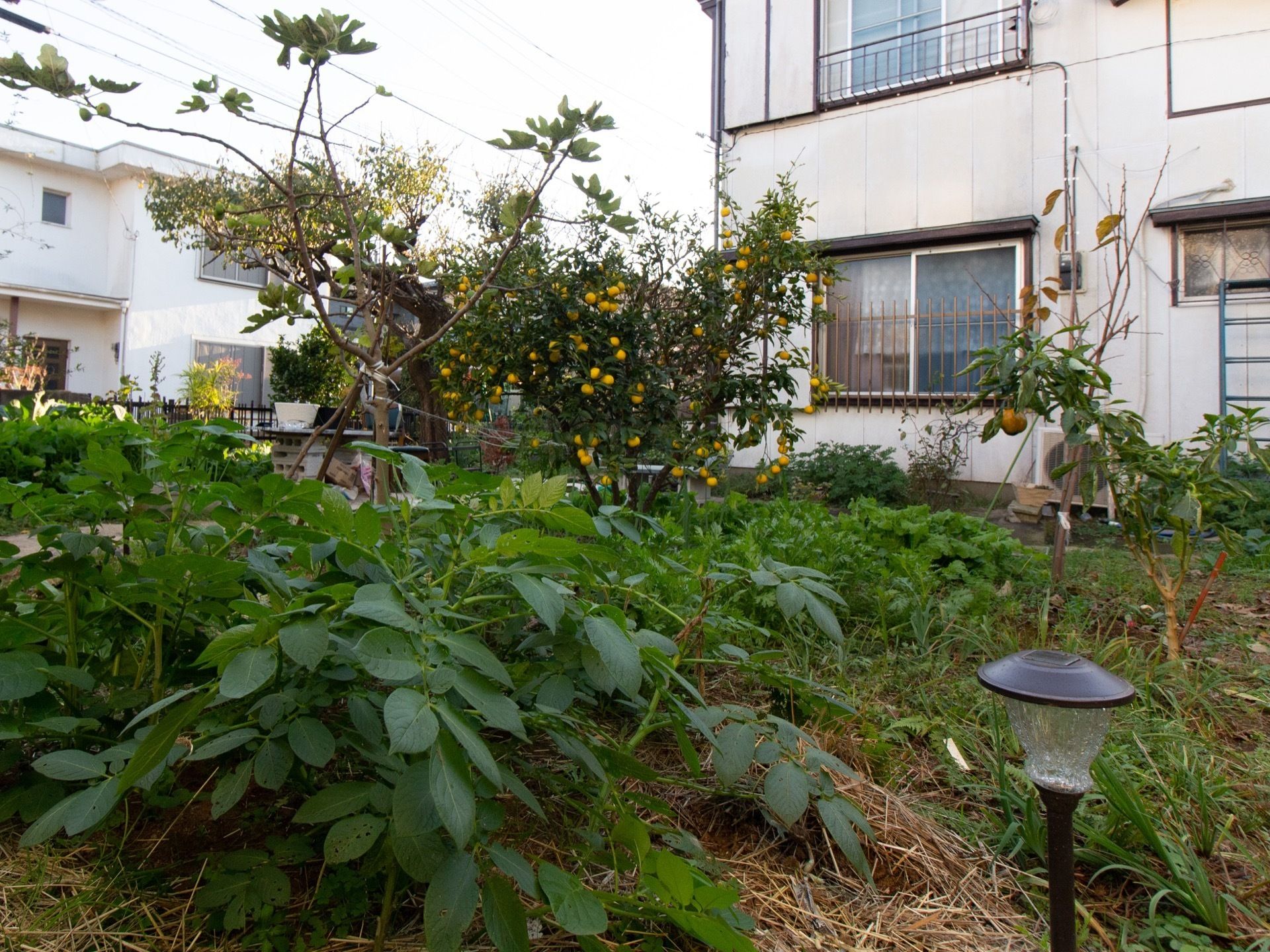 まるで我が家のようなあたたかみを感じる建物である。周辺には小さな菜園があり、天気のよい日には野菜や花のお世話をしている。