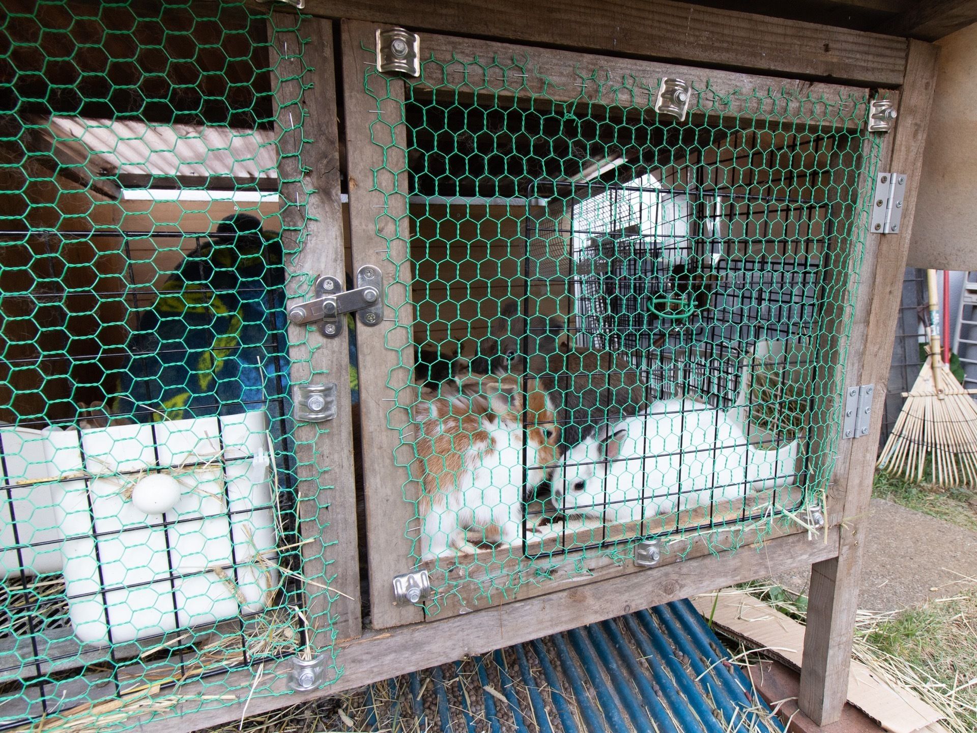 施設内では、３匹のうさぎが飼育されている。スタッフと一緒に入居者様がえさをやったり遊んだりしている。