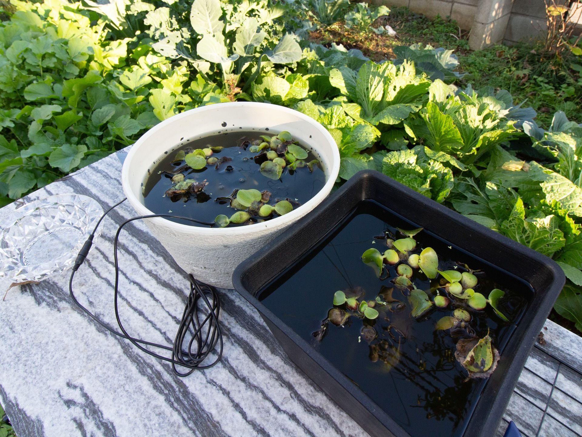 施設周辺は自然の多い環境にあるので、野菜の栽培には適している。栄養価の高い白菜やダイコンなどが植えられている。