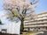 春の桜と共に佇む建物外観