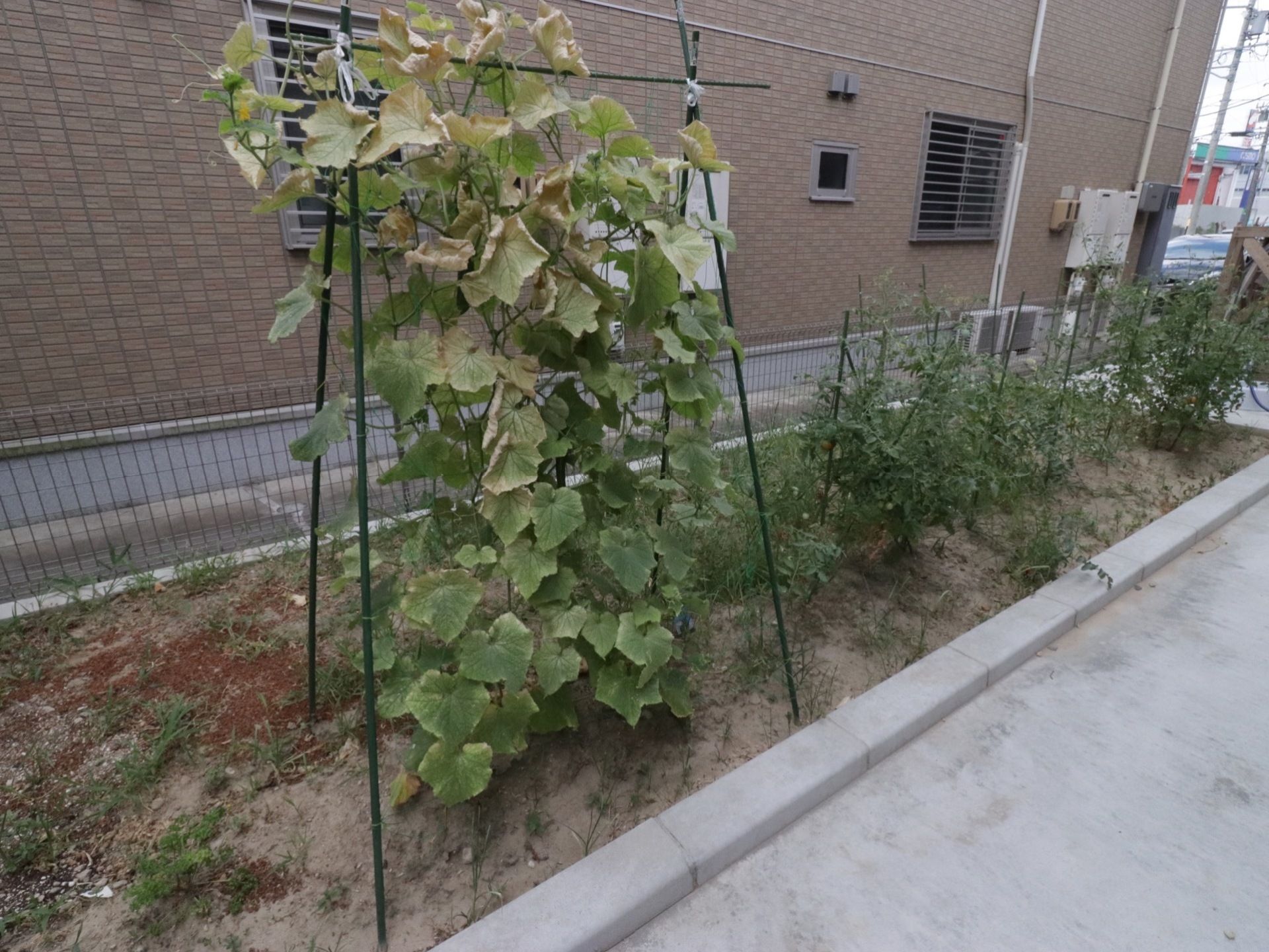 細長い敷地に菜園が設けられている。園芸支柱が組まれ、ネットが掛けられており、ツルをまいている植物がある。