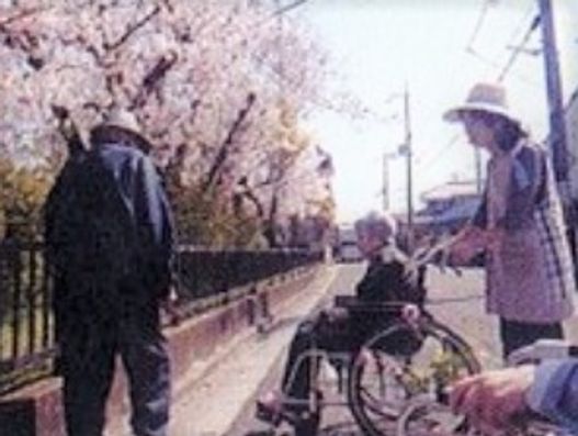 桜並木