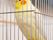 リビングに、鳥かごに入った冠羽の黄色のオウムがいる。家族の一員として、入居者様の間で癒しの存在になっている。