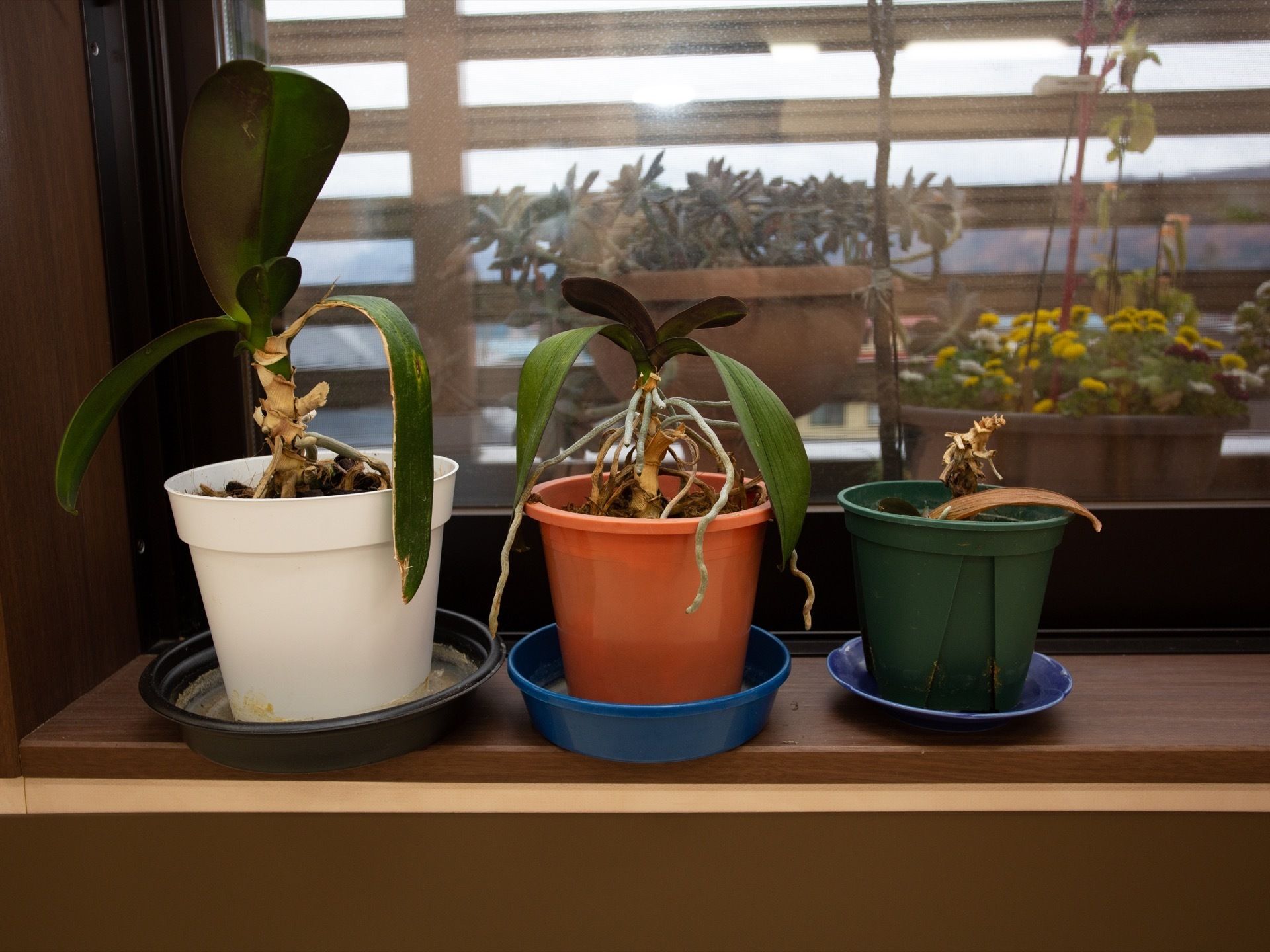 共有スペースには観葉植物が設置されている。ベランダにも季節に応じた花や植物を育てており、手入れが行き届いている。